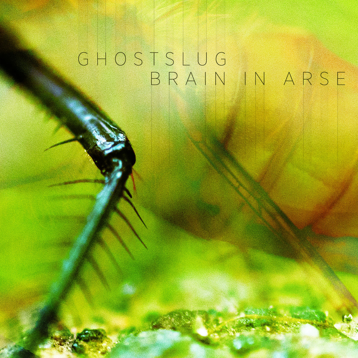 Ghostslug/Brain In Arse Split