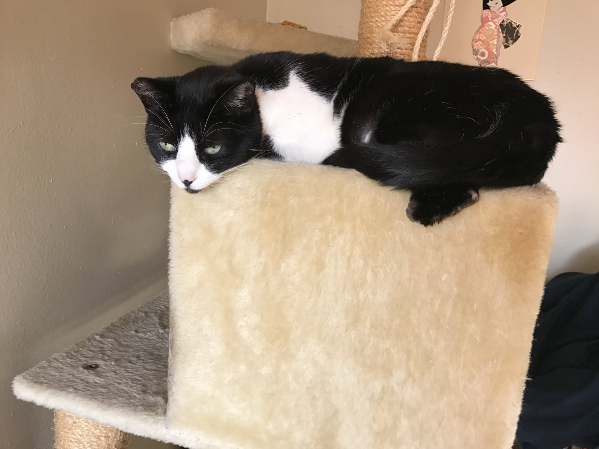 5- Fluorescent brown