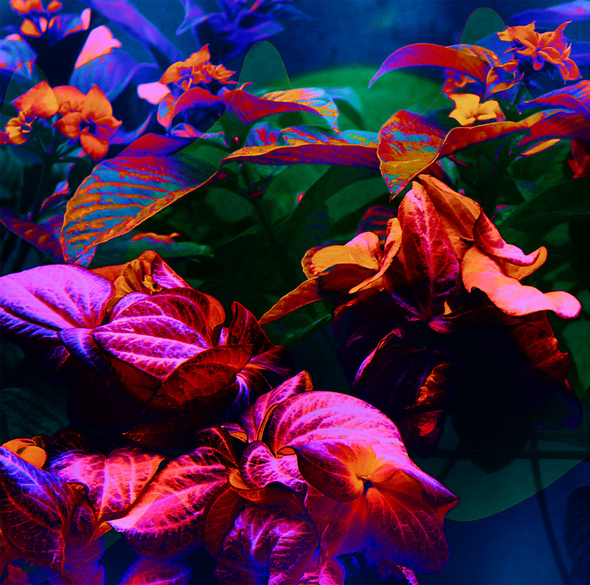 Sunrise On The Guild