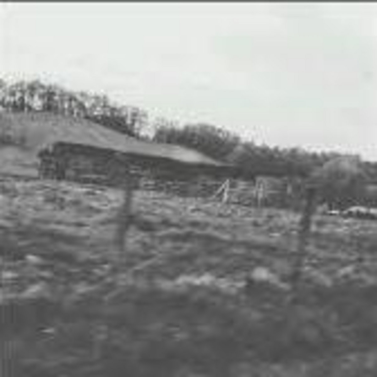 Hanging with the Vines