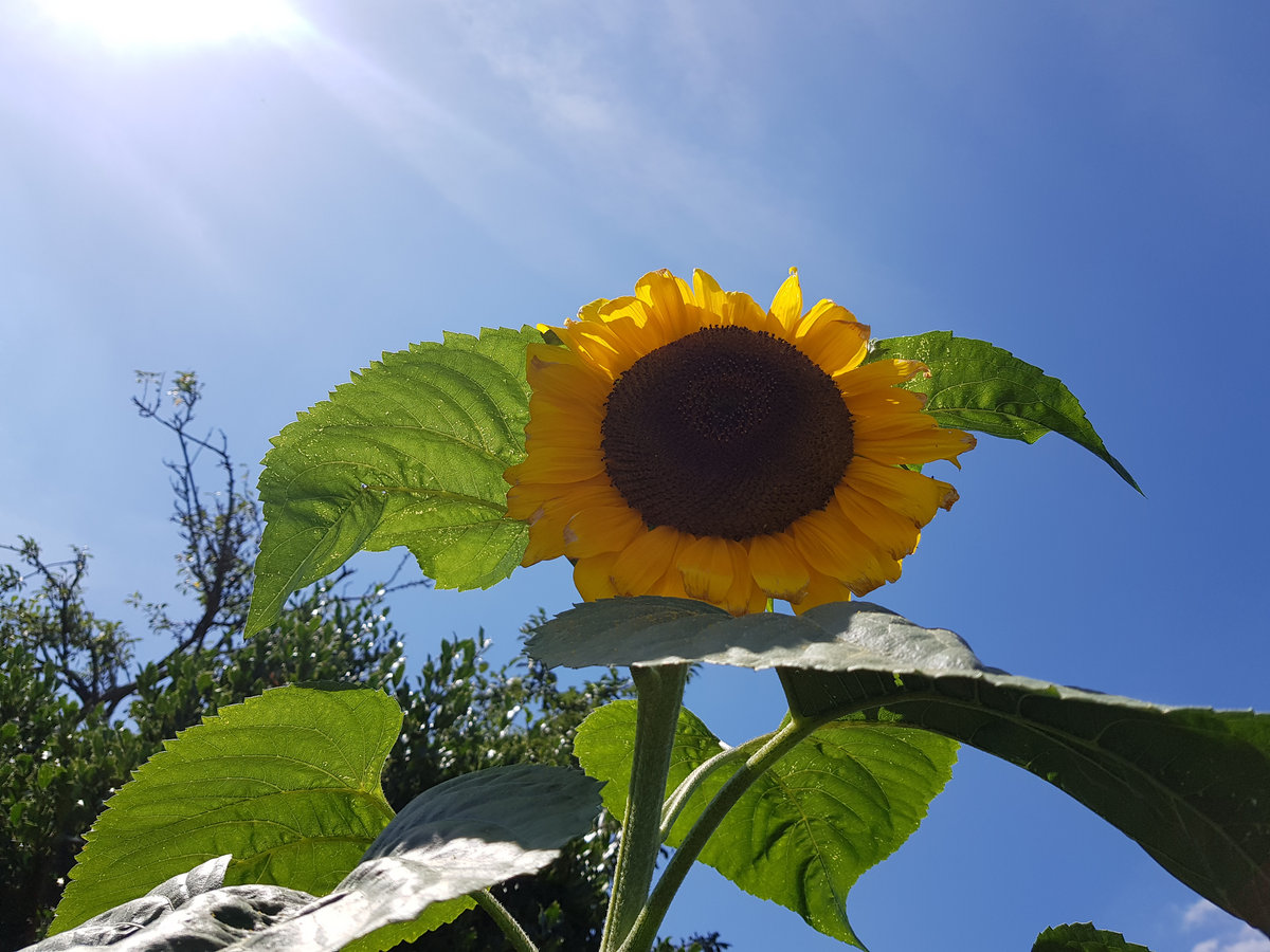 King Of The Sunflowers