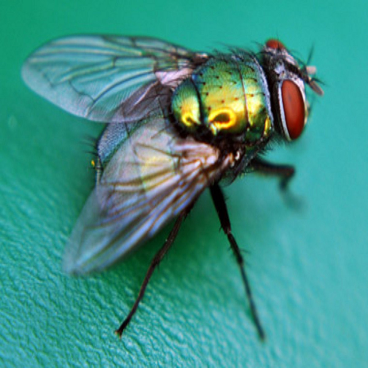 Blowfly