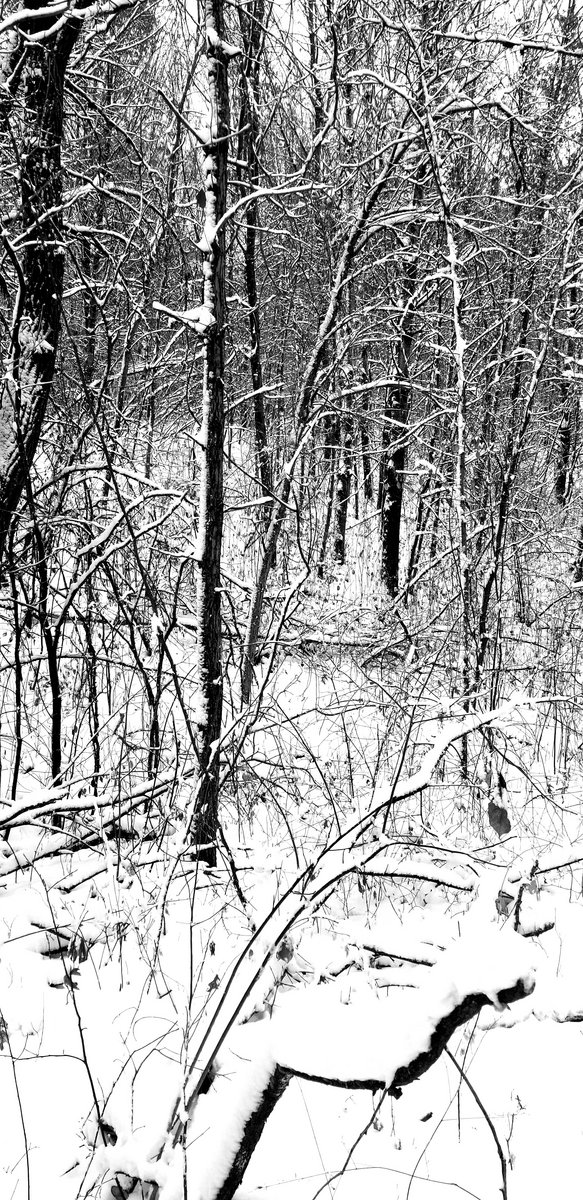 dogmatic purification through extermination