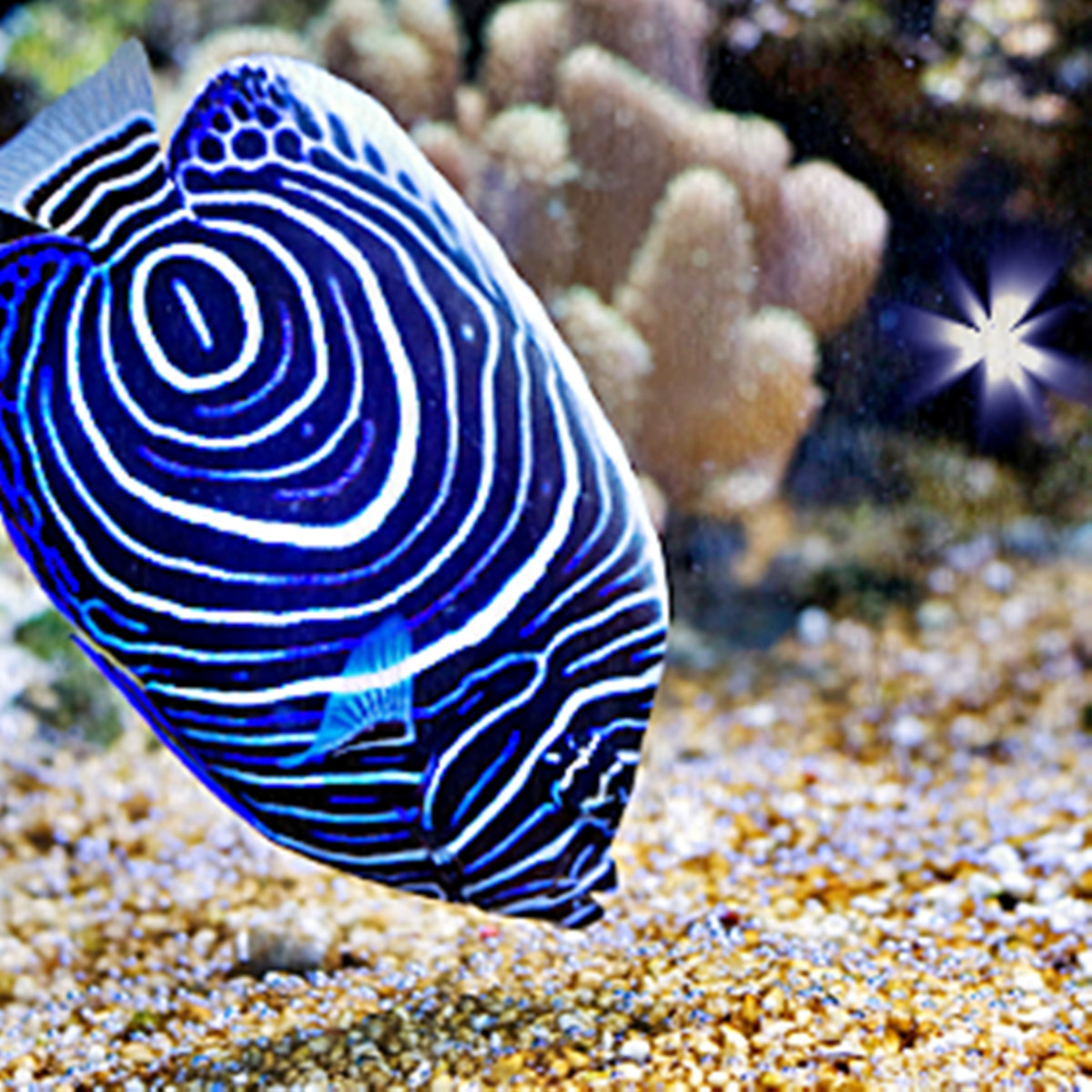 Fishes - Tatoe (Slither's Tropical Delight Mix)