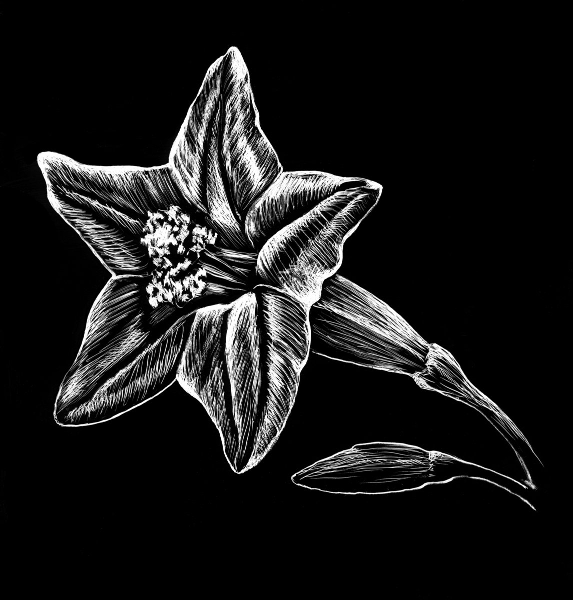 Beautiful Flowers III