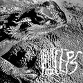 Pogona Vitticeps