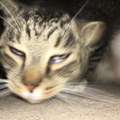 Michi