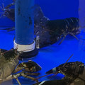 Lobsterchrist