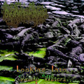 Looking Into Swamp Waters