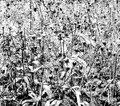 Wildkraut