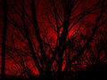 Bought With Blood