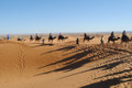 Sahara