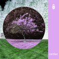 cardiac ep
