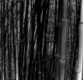 absorb\distort