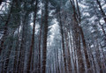 Winter's Lantern