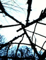 The Embrace of Roots