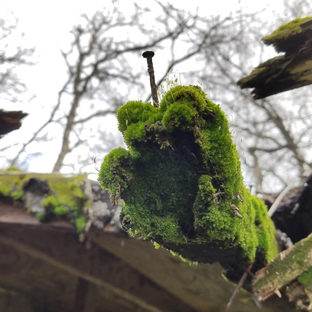 Moss
