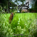 Brood XIII