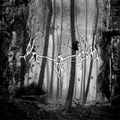 Skeletal Forests