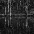 Blood in the River