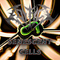 Senescent Cells