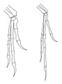 Archaeopteryx