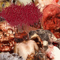 Crypt Shits(single)