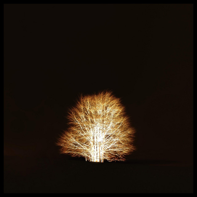 By the Dawn of the Silent Trees