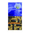 Lainhart & Home Patterning combo pack