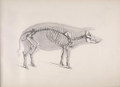 Temple of the Pig
