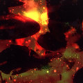 Phoenix (Live Demo)