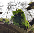 Moss