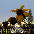 Ascension