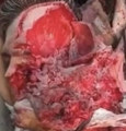 Carcass Mastication