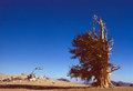 Bristlecone