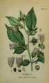 Nightshade