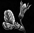 Beautiful Flowers I