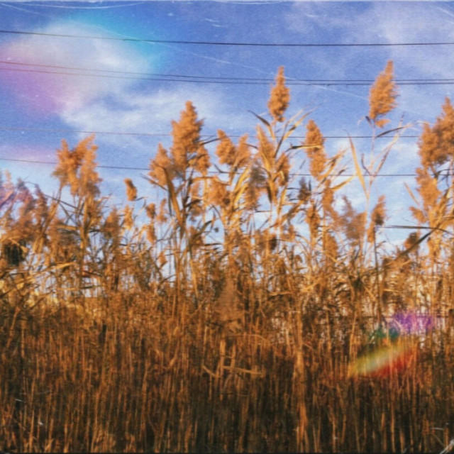 The Reaping