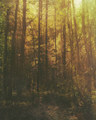 Animism