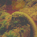 Lost Wind (demo)