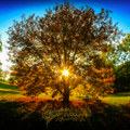 Gloamingwald EP