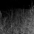 Saturn Form Essence / Swine Soul