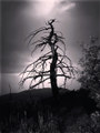 Echoes of the dead