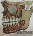 Schopenhauer