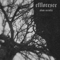Effloresce