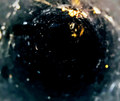 Wither