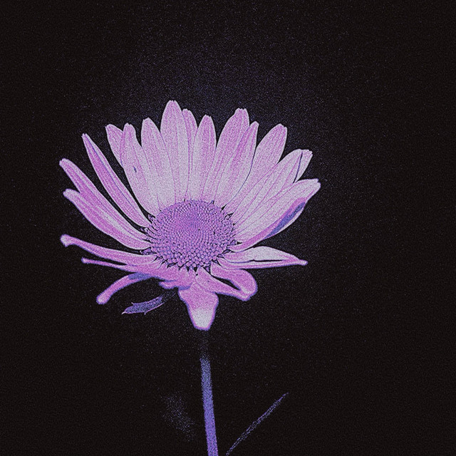 Hibiscus (Acoustic)
