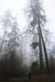 The Wind Through The Trees Said Nothing