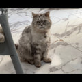 Koti