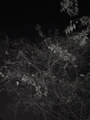 Isolate demo
